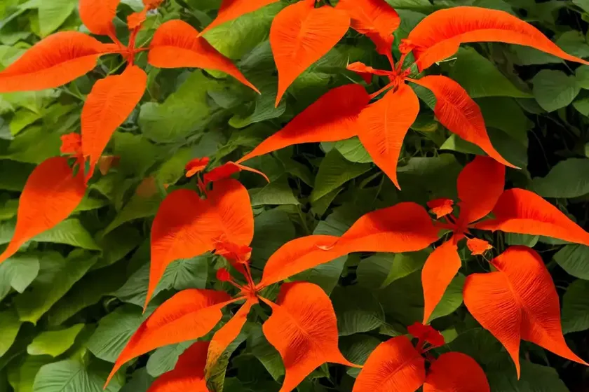 Trumpet creeper (campsis radicans) — photo 3