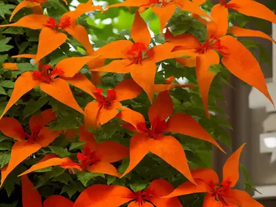 Trumpet Creeper (Campsis Radicans)