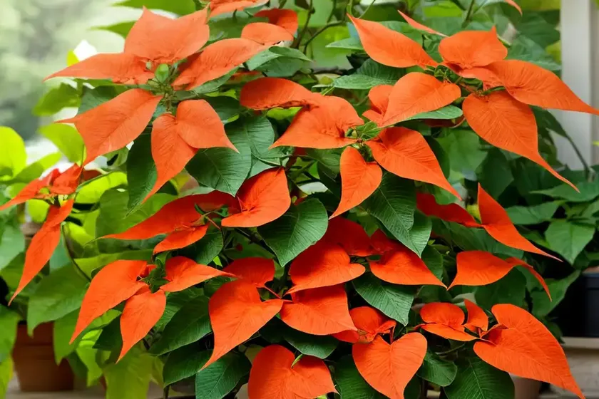 Trumpet creeper (campsis x tagliabuana) — photo 2