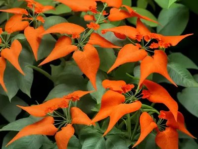 Trumpet Creeper (Campsis X Tagliabuana ‘Madame Galen’)