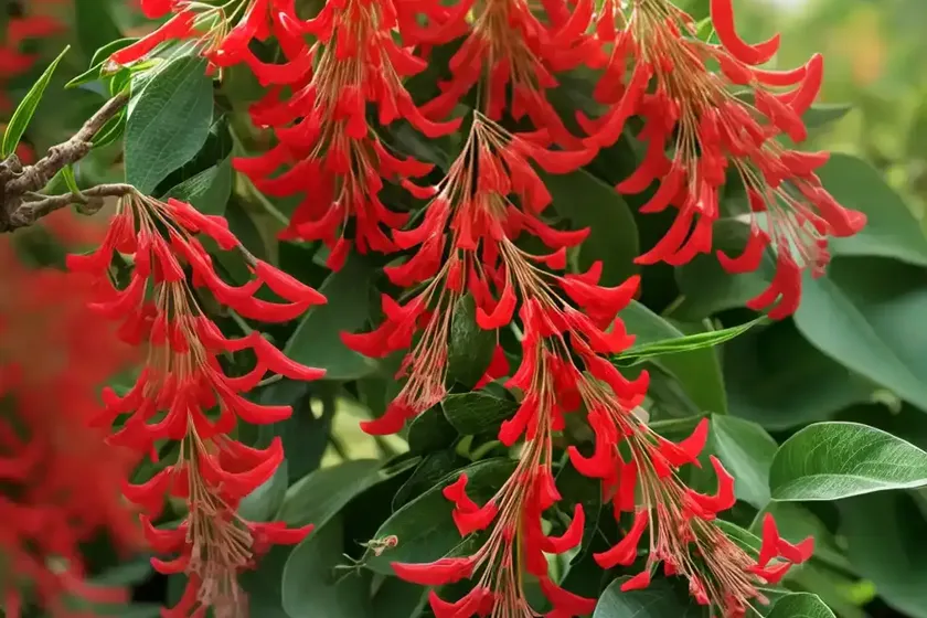 Trumpet Honeysuckle (Lonicera Sempervirens ‘Alabama Crimson’) — photo 2