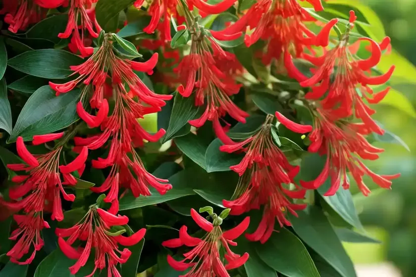 Trumpet Honeysuckle (Lonicera Sempervirens ‘Alabama Crimson’) — photo 3