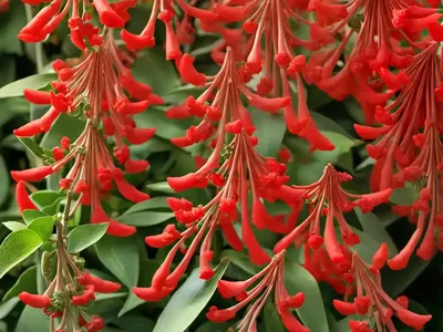 Trumpet Honeysuckle (Lonicera Sempervirens ‘Alabama Crimson’)