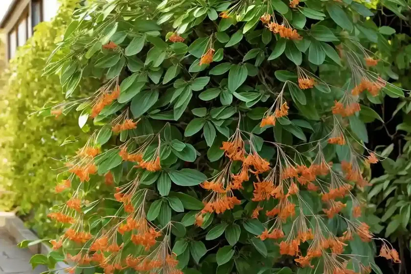 Trumpet honeysuckle (lonicera sempervirens ‘blanche sandman’) — photo 3