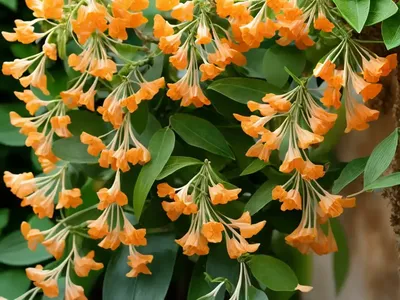 Trumpet Honeysuckle (Lonicera Sempervirens ‘Blanche Sandman’)