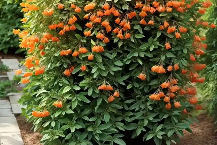 Trumpet honeysuckle (lonicera sempervirens ‘cedar lane’) — photo 2