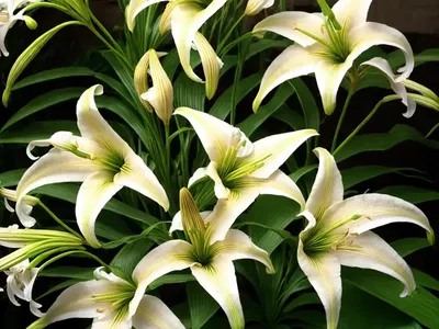 Trumpet Lily (Lilium (African Queen Group)