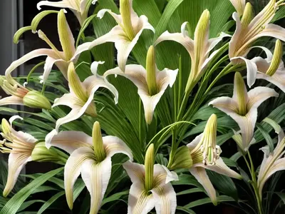 Trumpet Lily (Lilium Henryi)