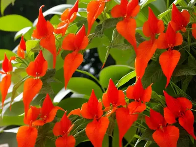 Trumpetcreeper (Campsis Radicans)