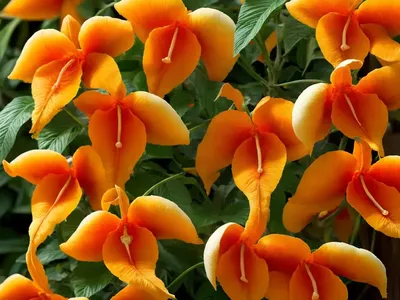 Trumpetcreeper (Campsis Radicans ‘Apricot’)