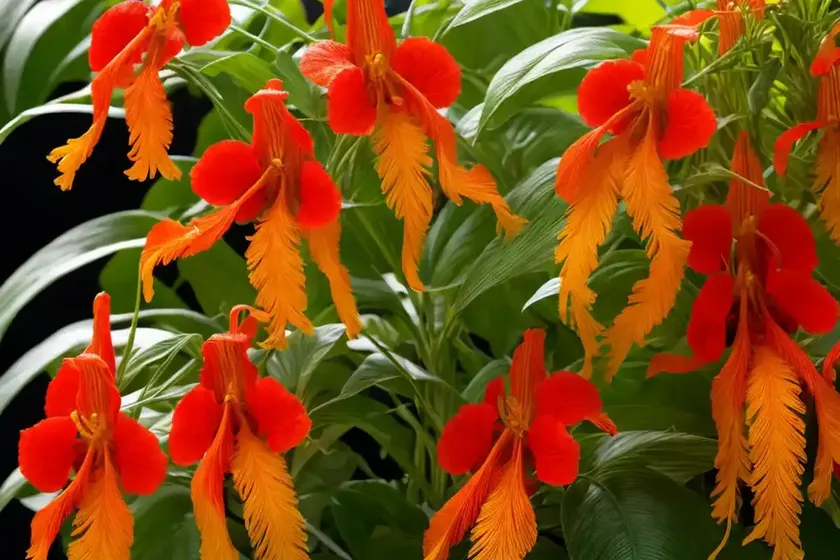 Trumpetcreeper (campsis radicans f. flava) — photo 2