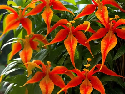 Trumpetcreeper (Campsis Radicans F. Flava)
