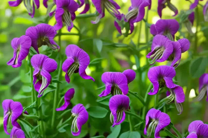Tuberous pea (lathyrus tuberosus) — photo 2