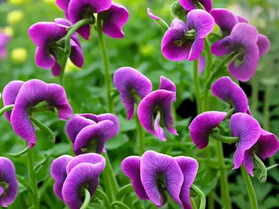 Tuberous Pea (Lathyrus Tuberosus)