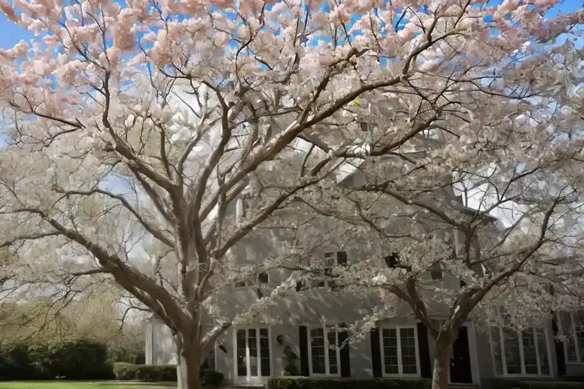 Tulip tree (liriodendron tulipifera) — photo 2