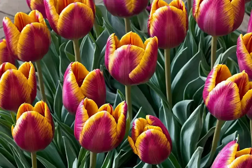 Tulipa ‘Arma’ (Fringed Tulip) — photo 2