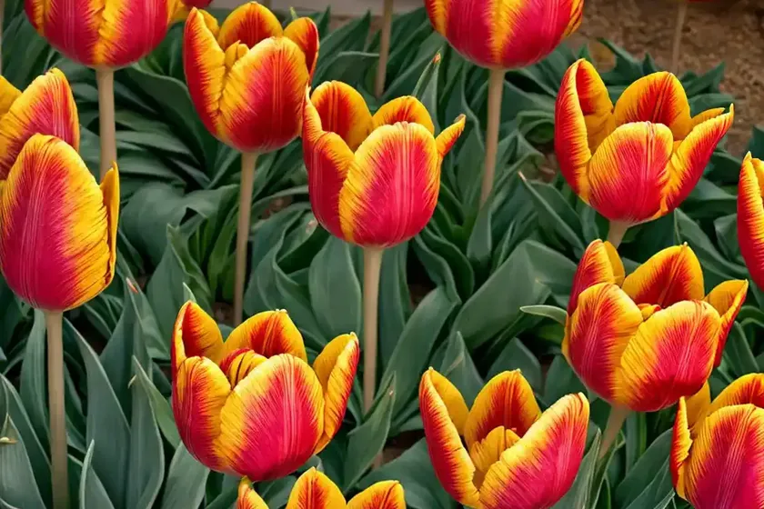 Tulipa ‘Arma’ (Fringed Tulip) — photo 3
