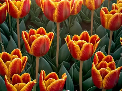 Tulipa ‘Arma’ (Fringed Tulip)