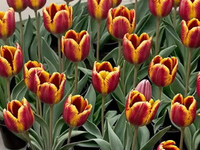Tulipa ‘Cafe Noir’ (Single Late Tulip)