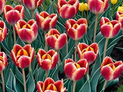 Tulipa ‘Daydream’ (Darwin Hybrid Tulip)