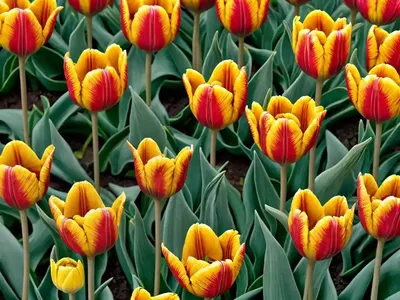 Tulipa ‘Double Price’ (Double Early Tulip)