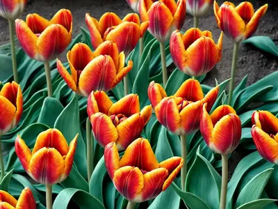 Tulipa Orphanidea ‘Flava’ (Botanical Tulip)