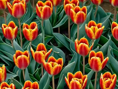 Tulipa Praestans ‘Fusilier’ (Botanical Tulip)