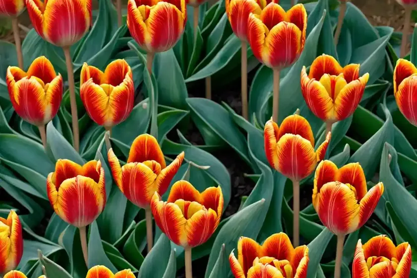 Tulipa praestans ‘fusilier’ (botanical tulip)
