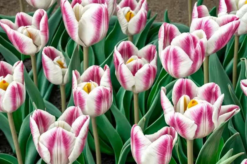 Tulipa pulchella ‘persian pearl’ (botanical tulip) — photo 2