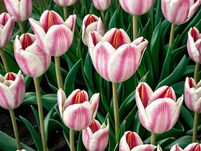 Tulipa Pulchella ‘Persian Pearl’ (Botanical Tulip)