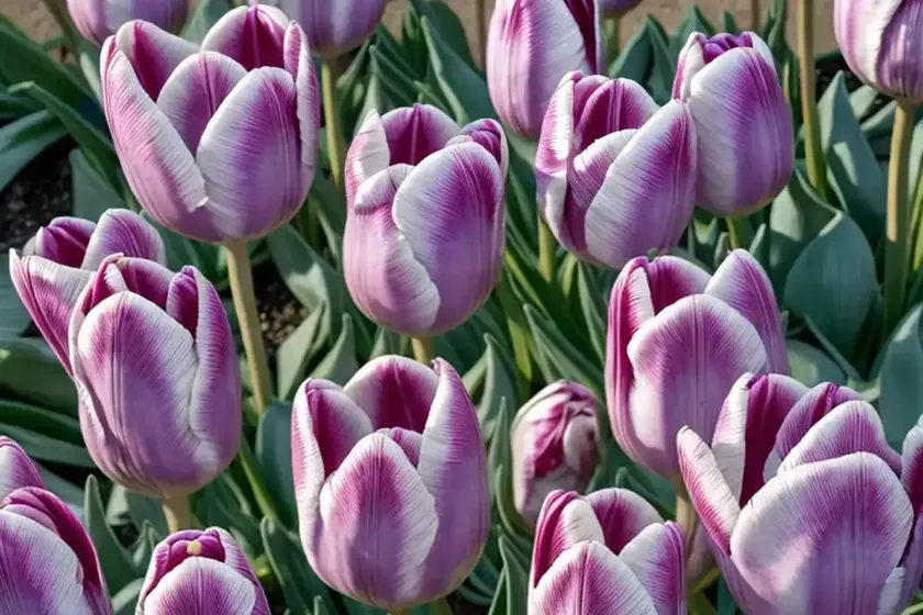 Tulipa Saxatilis ‘Lilac Wonder’ (Botanical Tulip) — photo 3