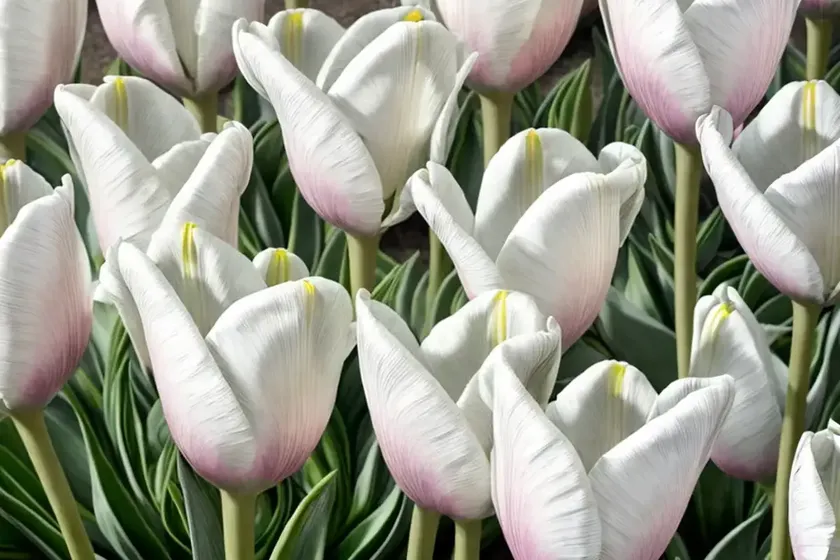 Tulipa ‘silver parrot’ (parrot tulip) — photo 2