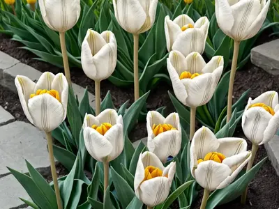 Tulipa Sylvestris (Botanical Tulip)