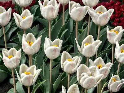 Tulipa Whittallii (Botanical Tulip)