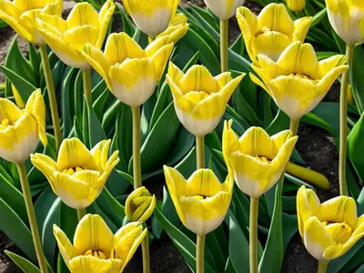 Tulipa ‘Yellow Springgreen’ (Viridiflora Tulip)