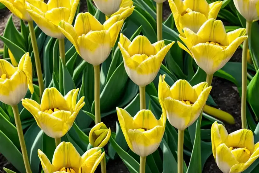 Tulipa ‘yellow springgreen’ (viridiflora tulip)