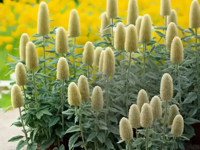 Turkish Sage (Phlomis Russeliana)