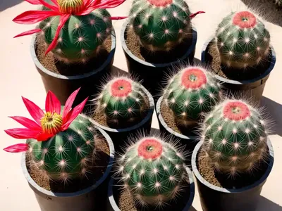 Turk’s Cap Cactus (Melocactus Broadwayi)