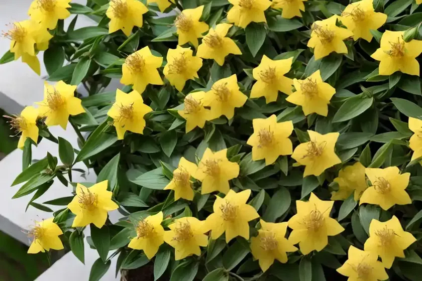 Tutsan (hypericum androsaemum)