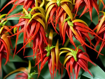 Twisted Lipstick Plant (Aeschynanthus ‘Rasta’)