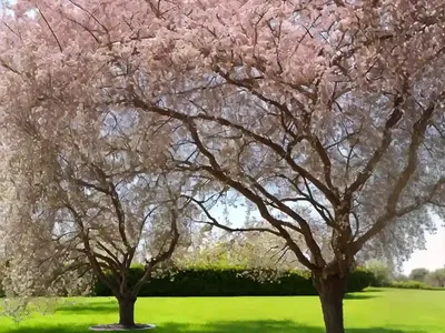 Ulmus Alata (Winged Elm)
