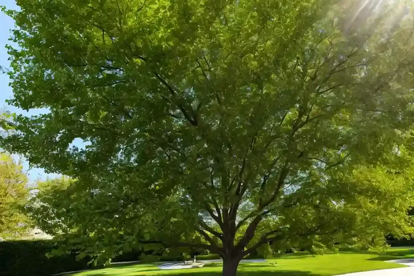 Ulmus americana (american elm) — photo 2