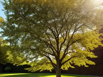 Ulmus Americana (American Elm)