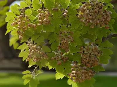Ulmus Glabra ‘Camperdownii’ (Scotch Elm)