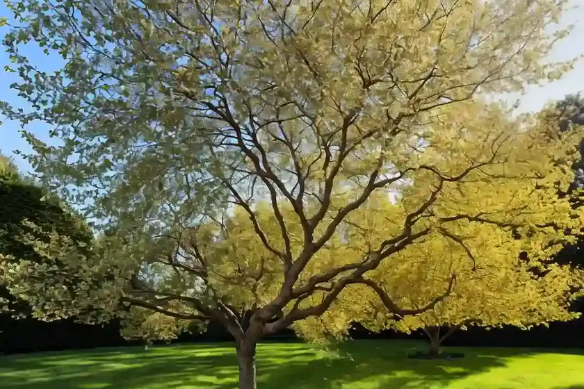 Ulmus glabra ‘lutescens’ (golden elm) — photo 3