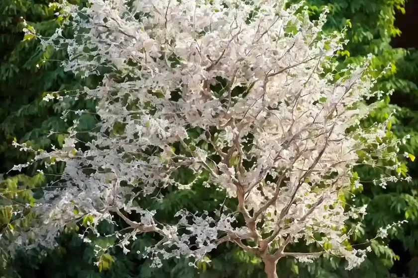 Ulmus parvifolia ‘frosty’ (chinese elm) — photo 3