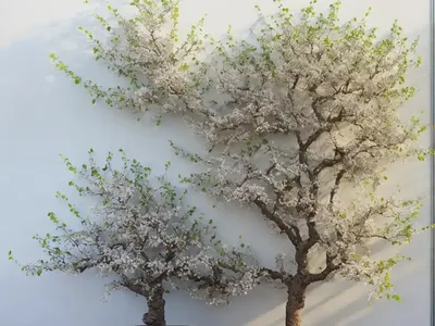 Ulmus Parvifolia ‘Frosty’ (Chinese Elm)