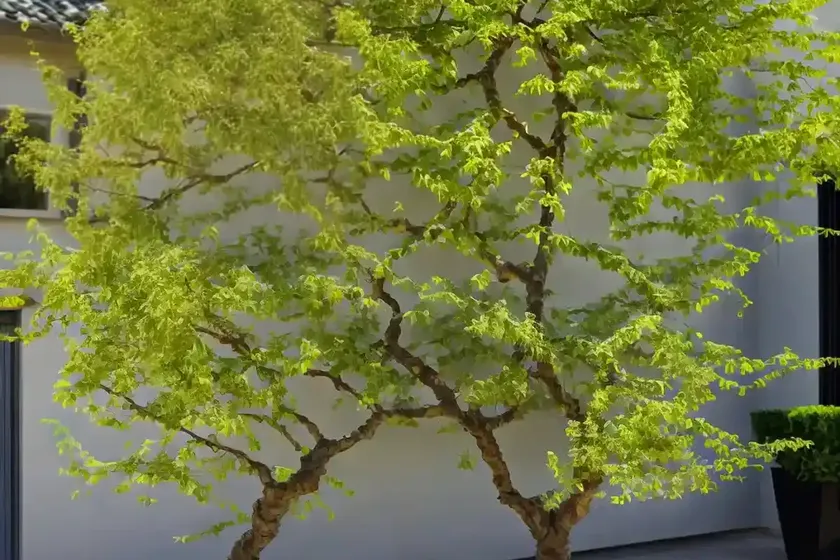 Ulmus parvifolia ‘seiju’ (chinese elm) — photo 2