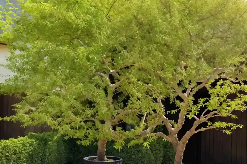 Ulmus parvifolia ‘seiju’ (chinese elm) — photo 3