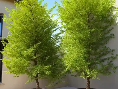 Ulmus Parvifolia ‘Seiju’ (Chinese Elm)